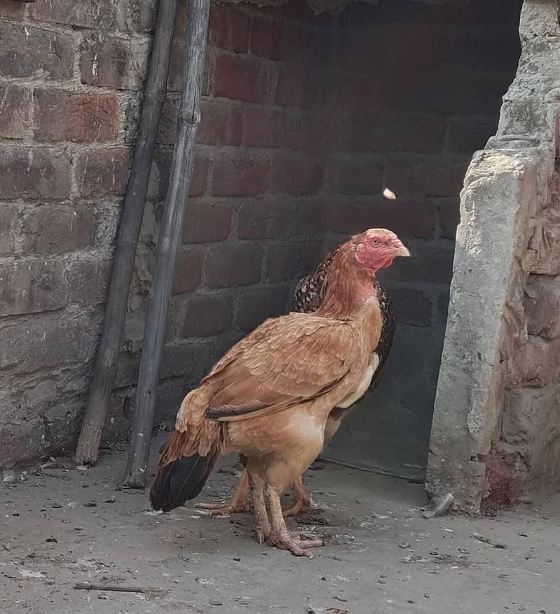 DESI ASEEL 1