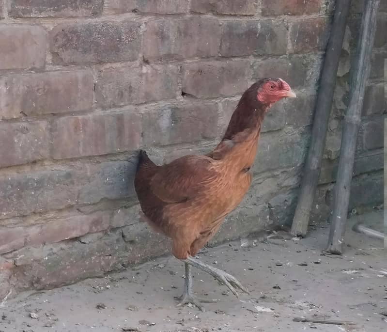 DESI ASEEL 3
