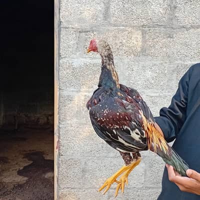 assell patha for sale