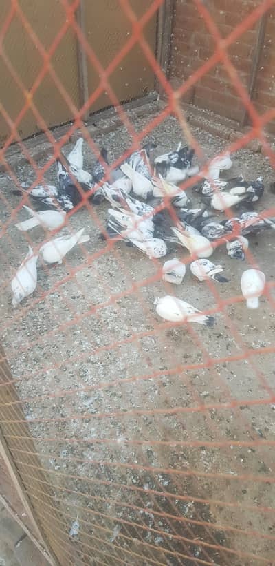 pigeons for sale healthy and active