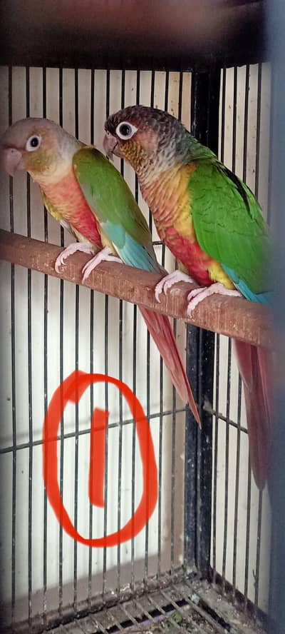 two pairs and four cage