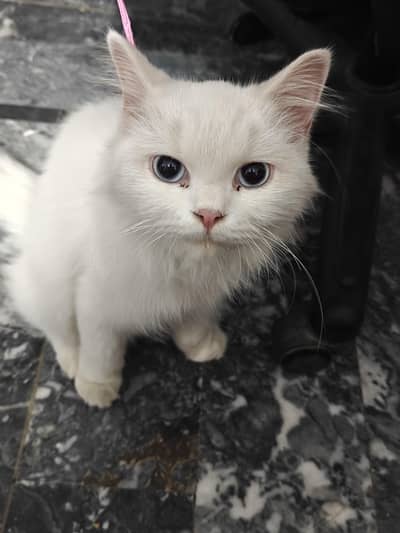 Beautiful White Double-Coated Cat for Sale – 1 Year Old