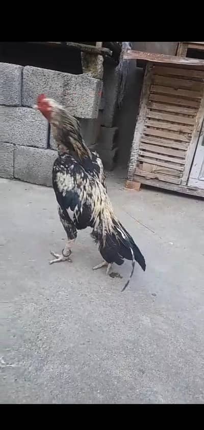 mianwali murga