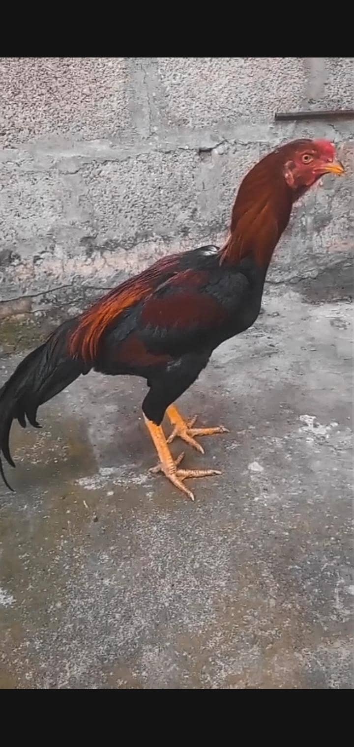 mianwali murga 2