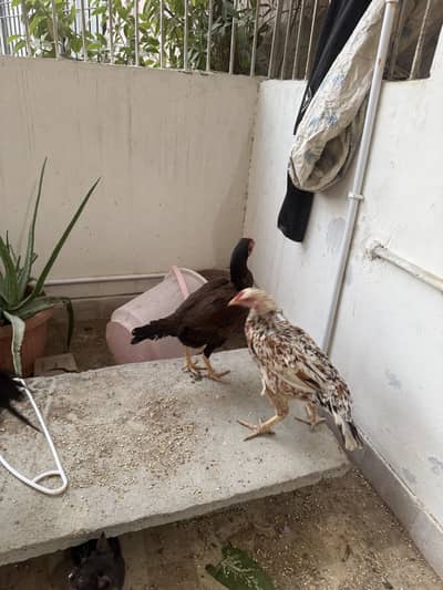 aseel rooster and 2 hens