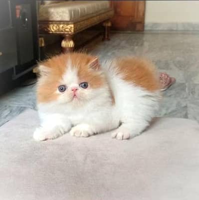 Bi color male kitten