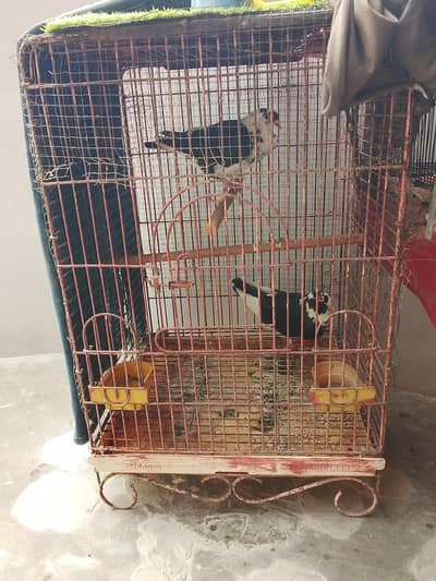 methu cage available for sale