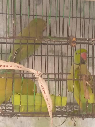 ringnet parrot