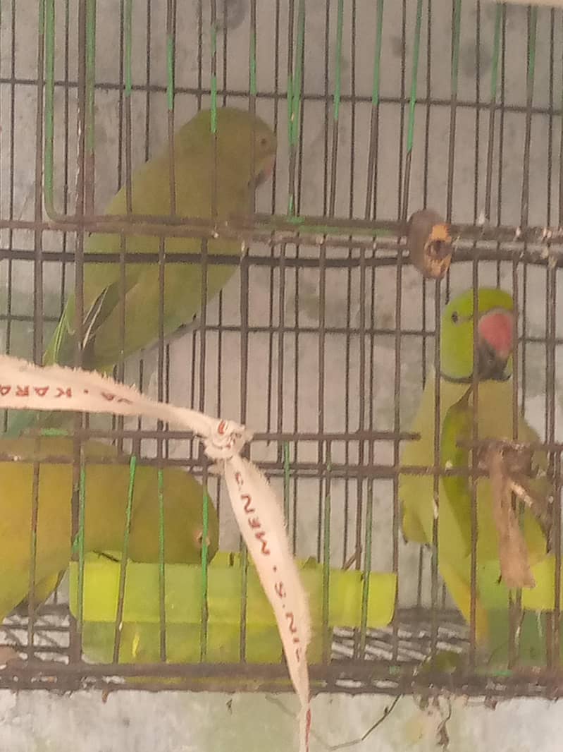 ringnet parrot 0