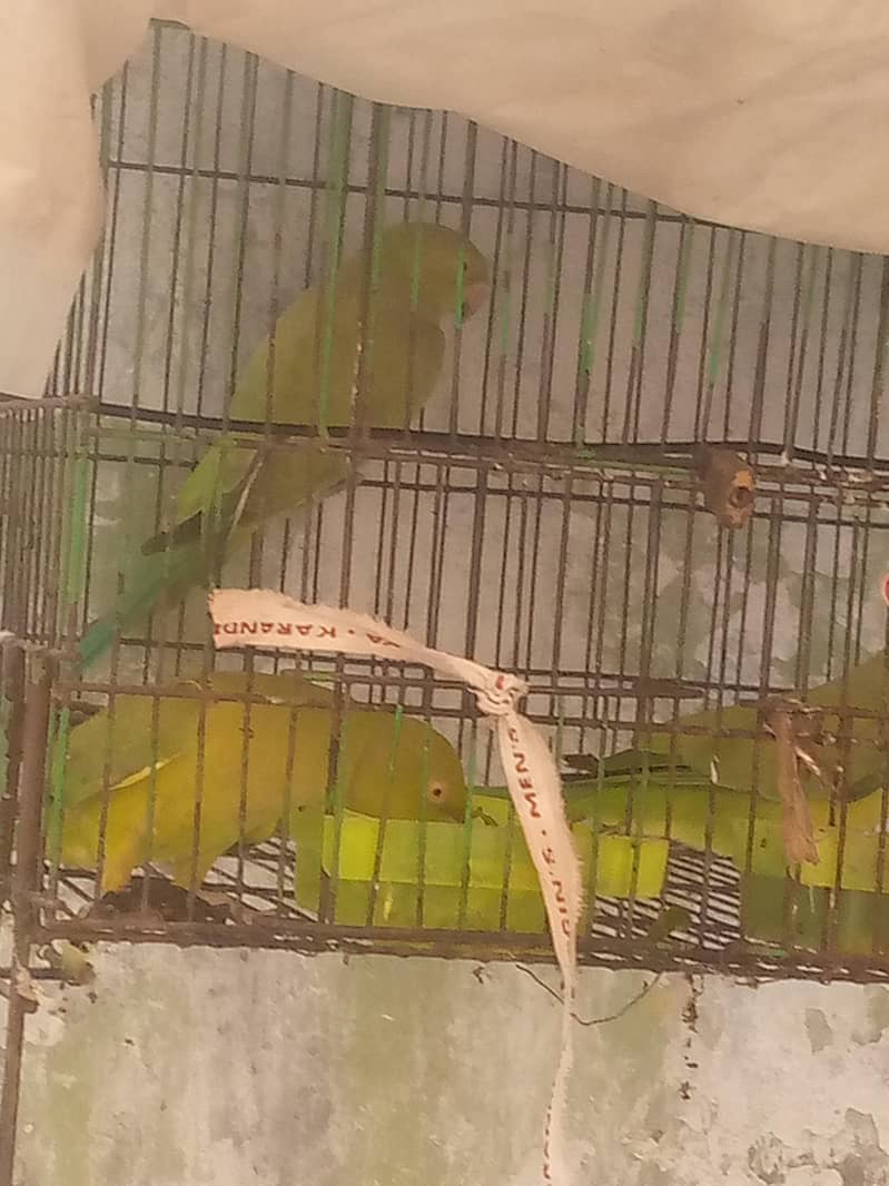 ringnet parrot 1