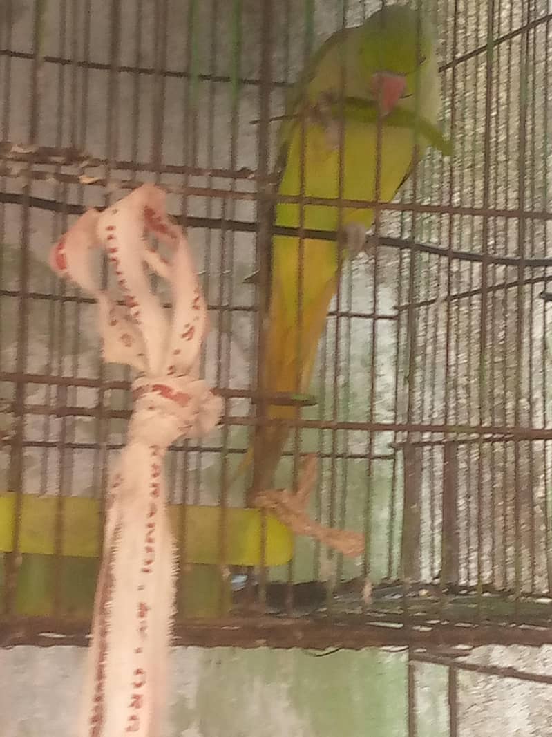 ringnet parrot 2