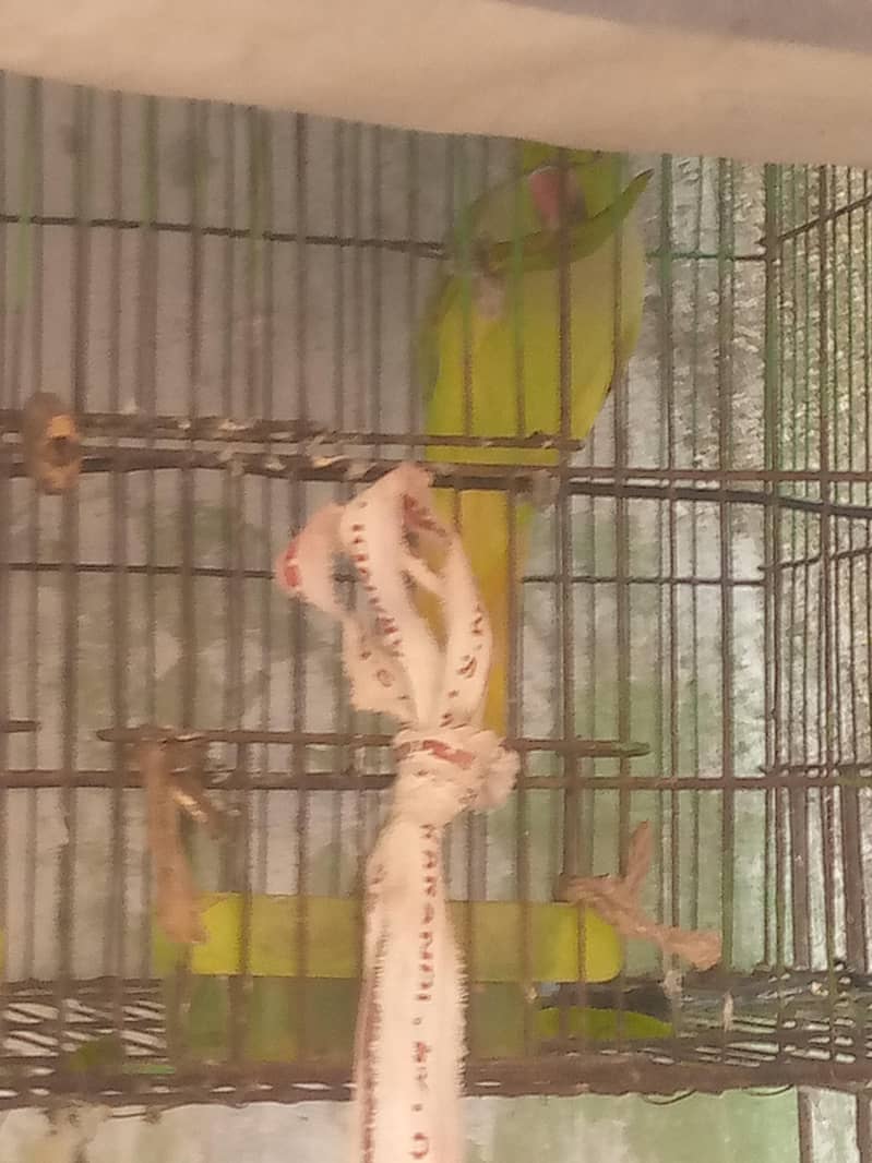 ringnet parrot 3