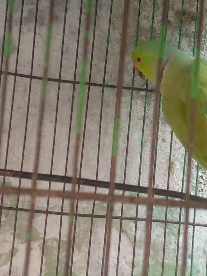 ringnet parrot 4
