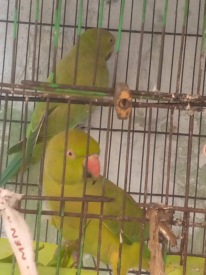 ringnet parrot 5