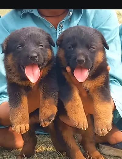 German Dabal coat male female available for sale