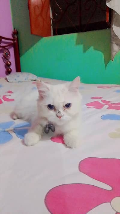 White colour And blue eyes