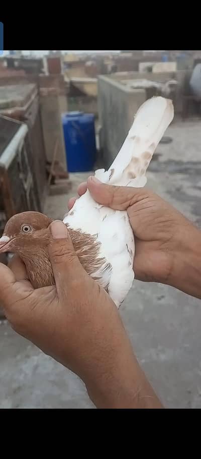indian Kabutor