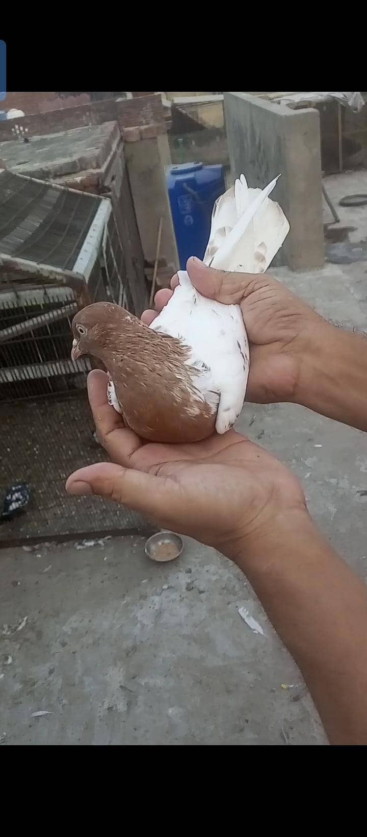 indian Kabutor 1