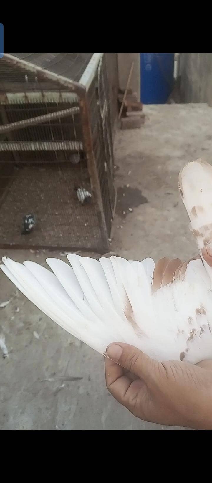 indian Kabutor 3