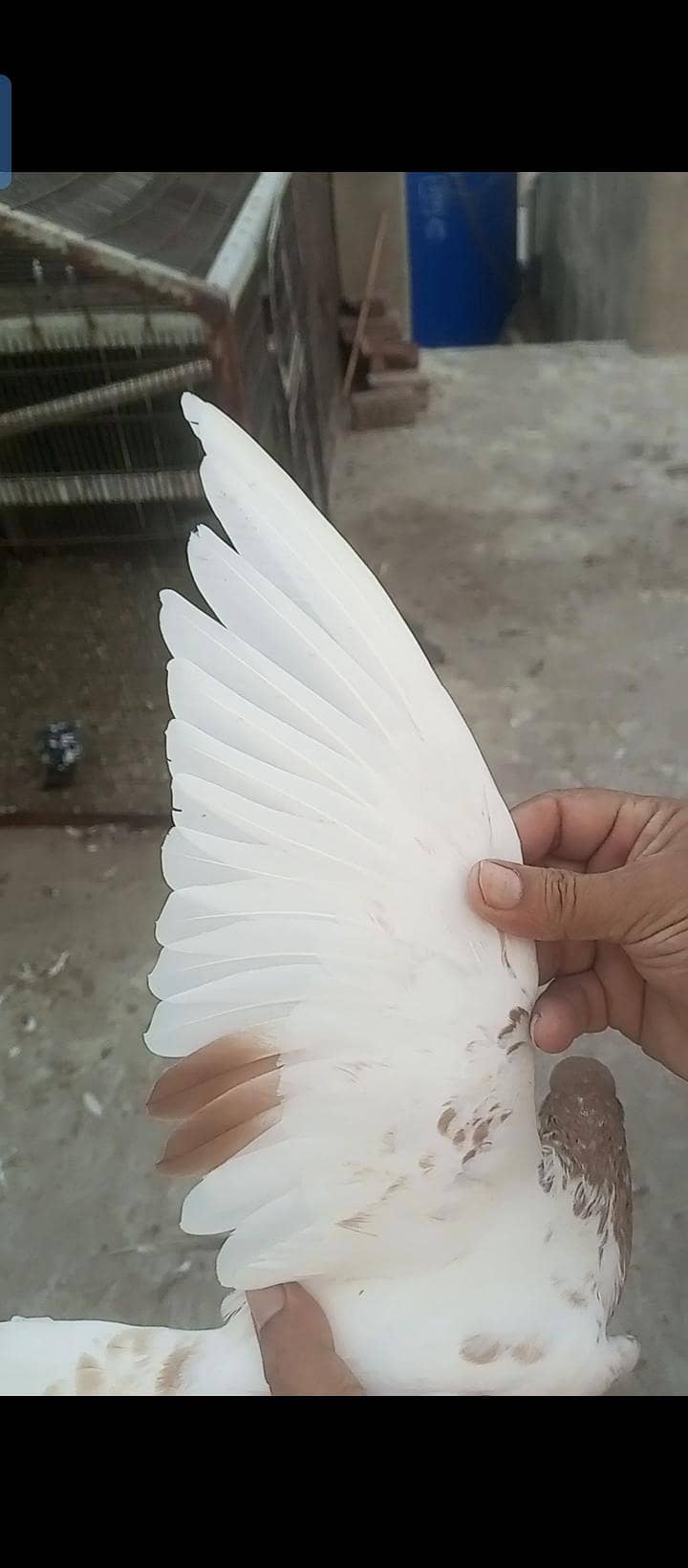 indian Kabutor 4