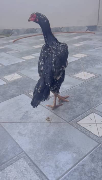Shamo female urgent sale