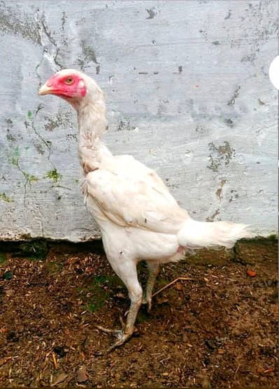 High Quality Benat pakoye madi