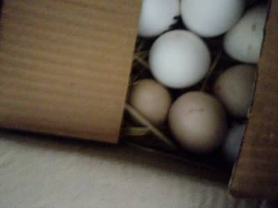 Aseel misri egg available hay