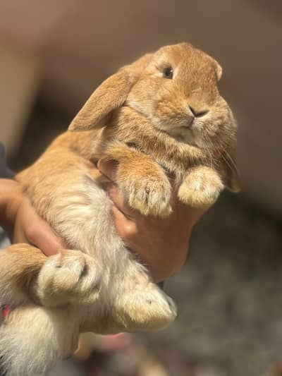 Holland lop male buny