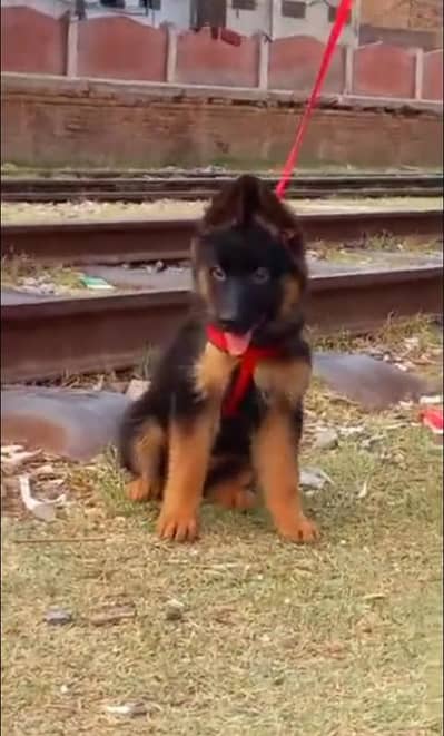 German Shepherd Long Coat Puppies Available* Puppy  *Details:* *