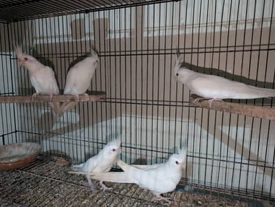 Cockatiel Breeder Pair Eno Red Eyes