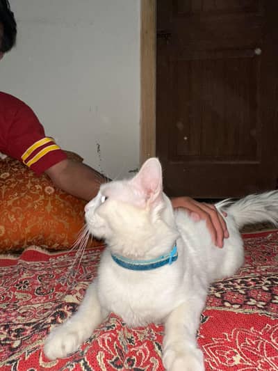percian male cat 1 eye blue or 1 eye yellow