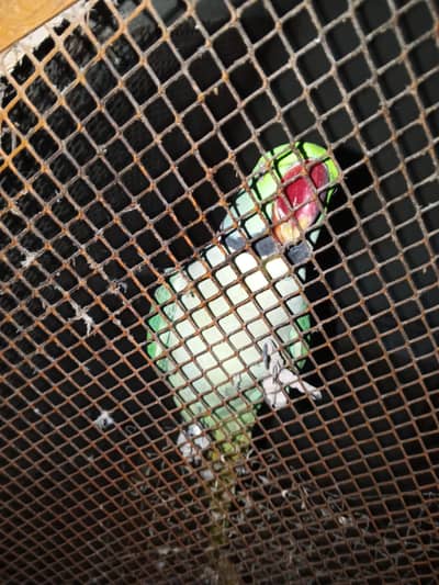 Alexander parrot healthy and active