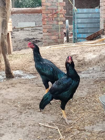asel murga