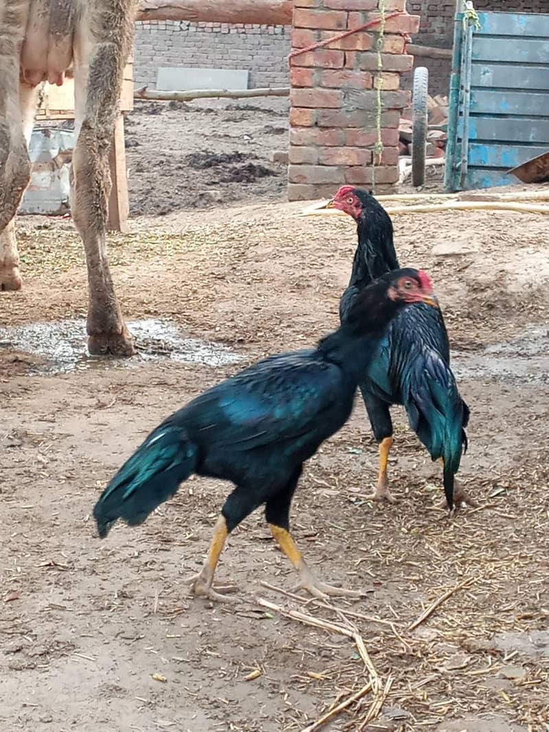 asel murga 1
