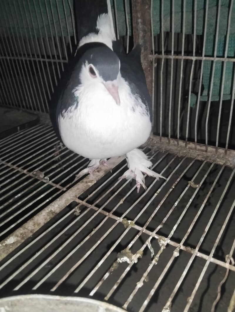 peigon 1
