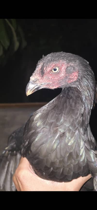 high quality  ready for eggs
