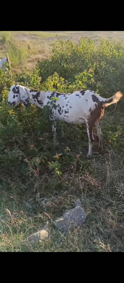 MashaAllah gabban bakri for sale 15nov tk bache degi ghar ke pali ha