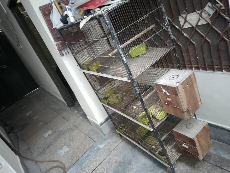 Parrots with cage 0