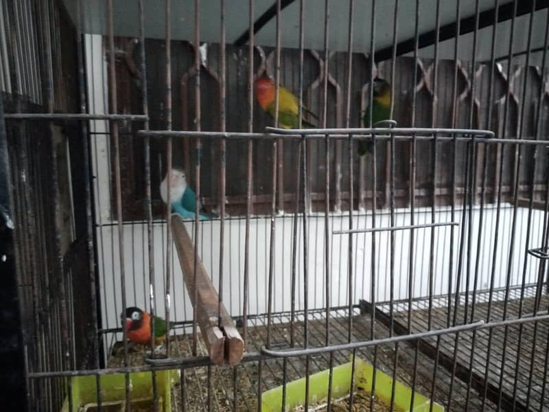 Parrots with cage 1