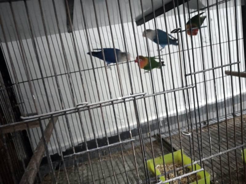 Parrots with cage 2