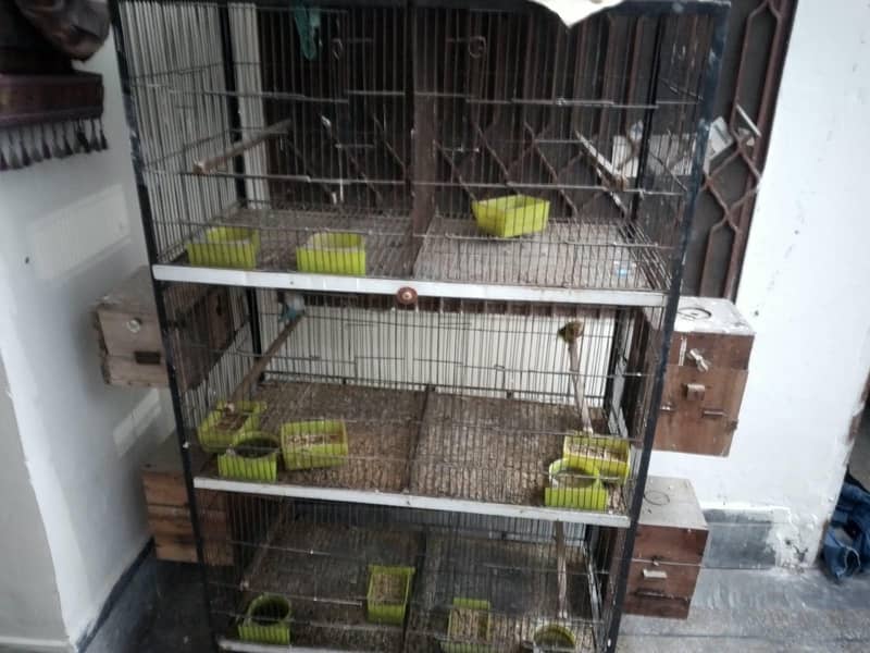 Parrots with cage 3