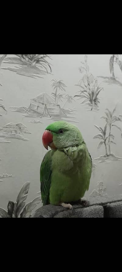 Green raw parrot