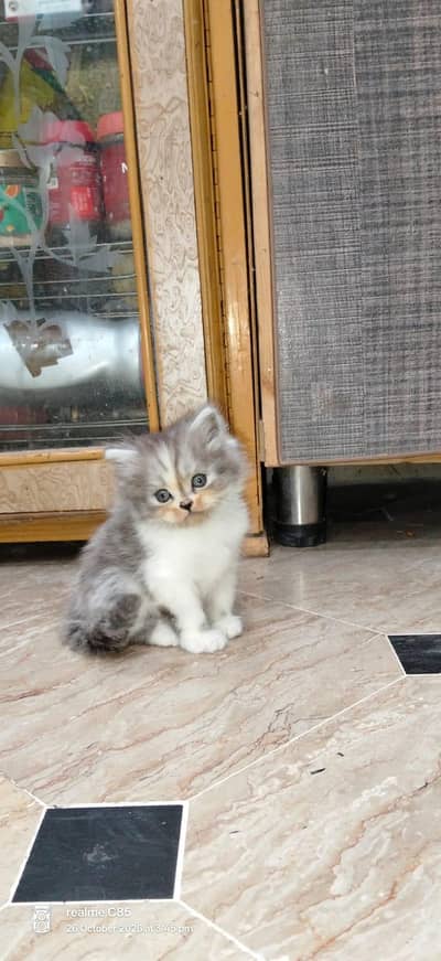 Persion kittens triple coated