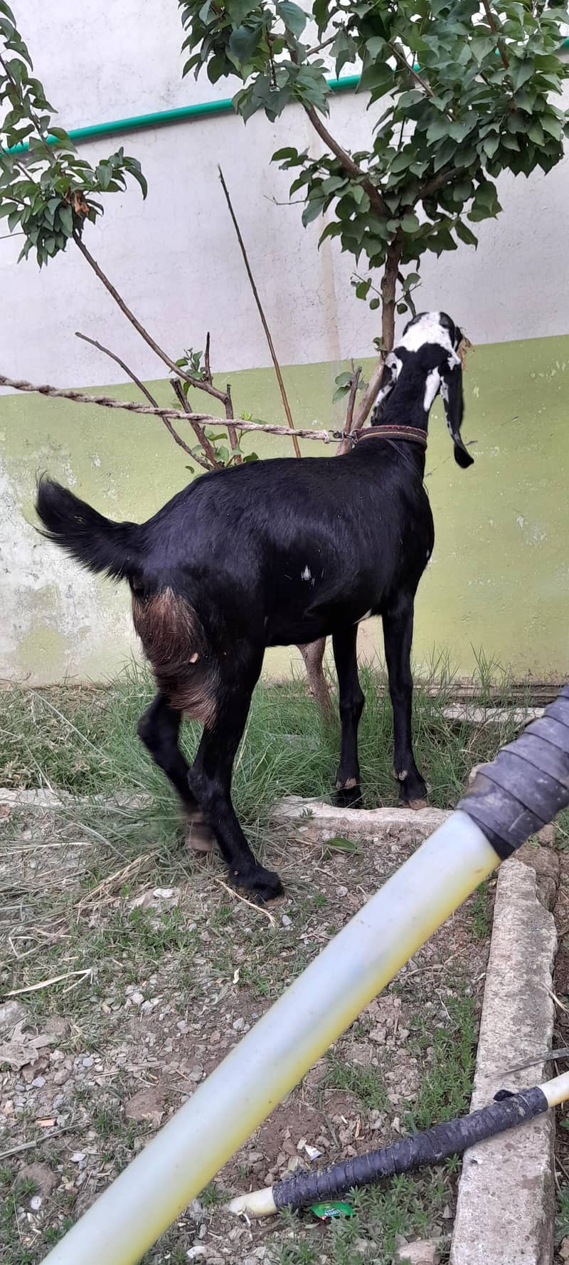 Goat (bakri) for sale 0