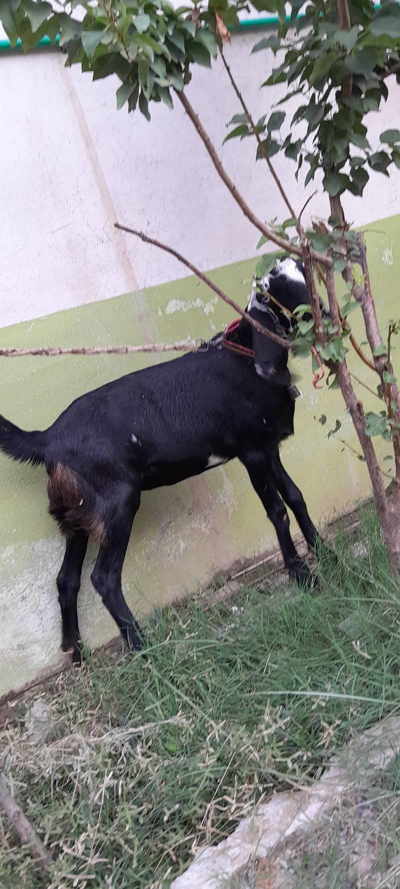 Goat (bakri) for sale 1