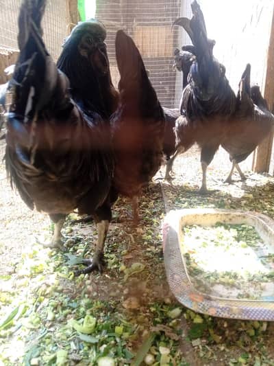 European Ayam cemani breed EGG