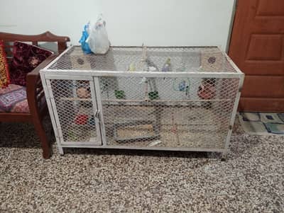 Love Bird Austrailian Parrots