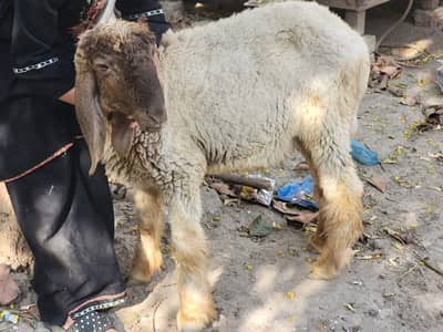 Dumba for sale