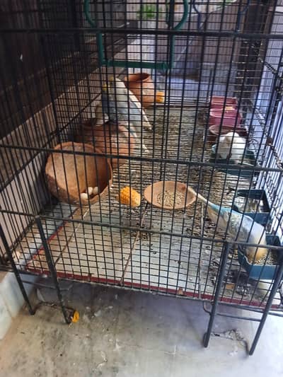Mix parrots available