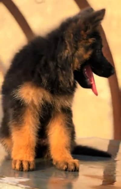 German Shepherd Long Coat Puppies Available* Puppy  *Details:* *